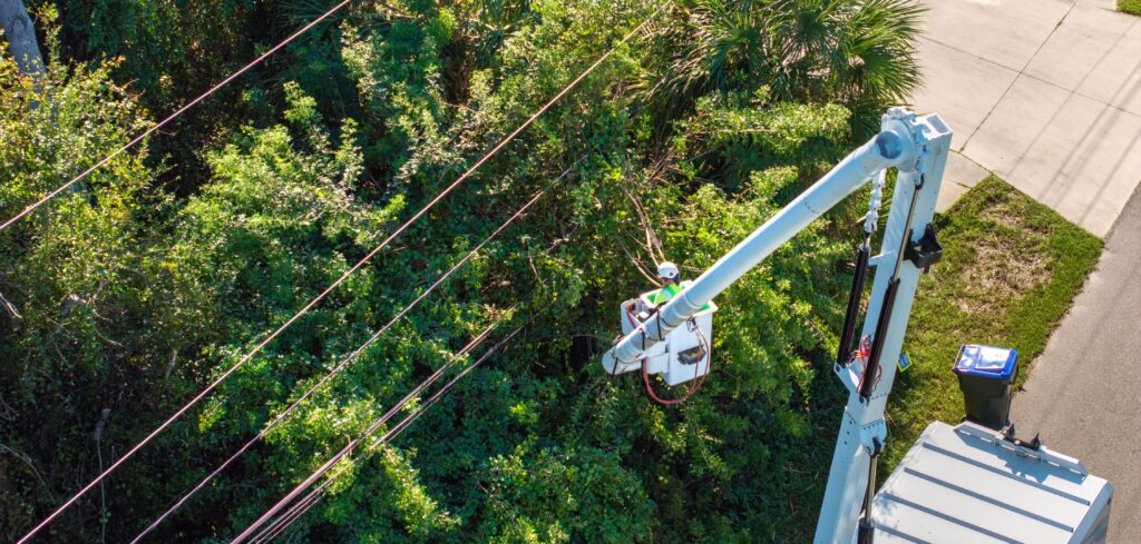 Arborização urbana e iluminação pública